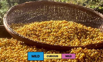 Brazil | Mantiqueira Lot #1 | Yellow Bourbon & Yellow Catuai | Natural | Filter | 250g