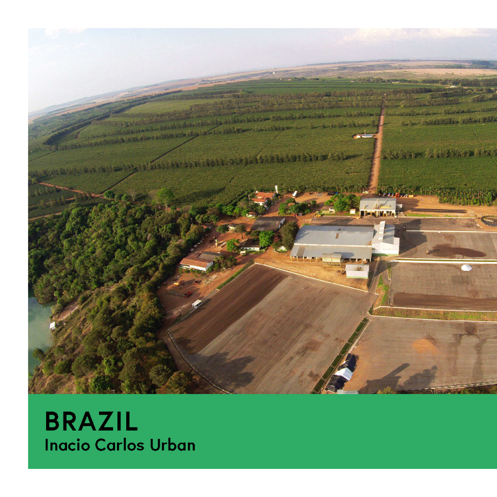Brazil | Inacio Carlos Urban | Catucai & Acaia | Natural | Espresso - Proud Mary Coffee Melbourne