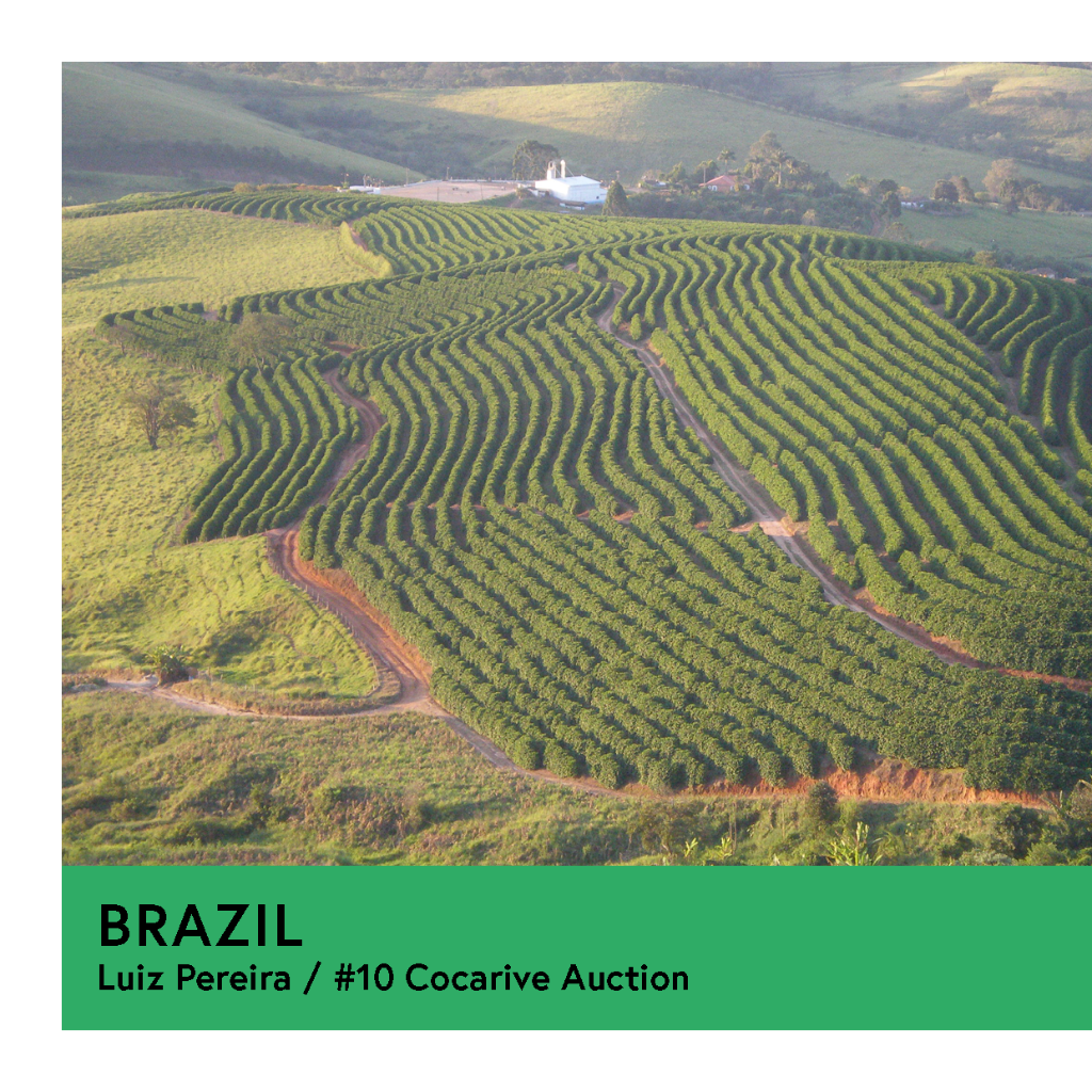 Brazil | Luiz Periera - #10 Cocarive Auction | Yellow Bourbon | Natural | Filter | 250g - Proud Mary Coffee Melbourne