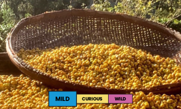 Brazil | Mantiqueira de Minas | Yellow Bourbon | Natural