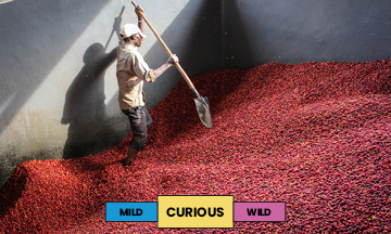 Burundi | Kibingo | Red Bourbon | Washed | Espresso | 250g