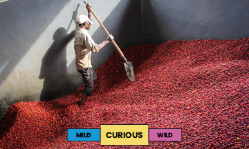 Burundi | Kibingo | Red Bourbon | Washed | Filter | 250g