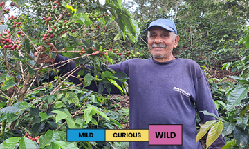 Ecuador | Tesoro de Zumba | Typica Mejorado & Bourbon | Natural