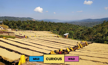 Ethiopia | Aricha | Heirloom | Washed | Filter | 250g