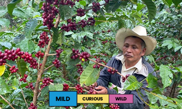 Guatemala | El Morito | Caturra & Catuai | Washed | Espresso | 250g