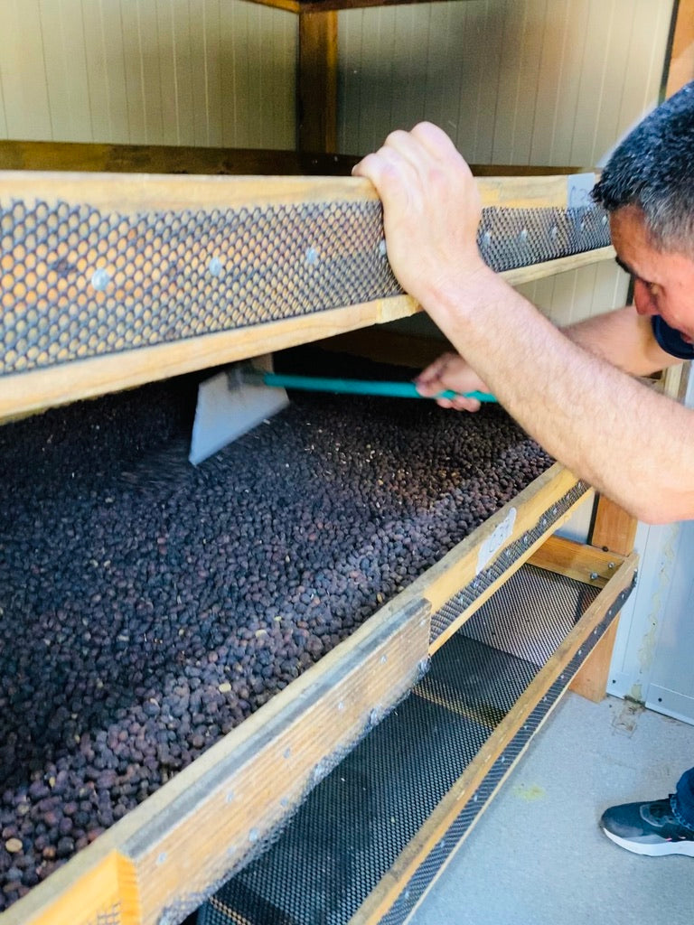 LIMITED | PANAMA | Finca Sofia | La Roca | Best of Panama #2 | Geisha | Natural