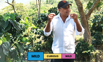 Nicaragua | El Lino | Caturra | Washed