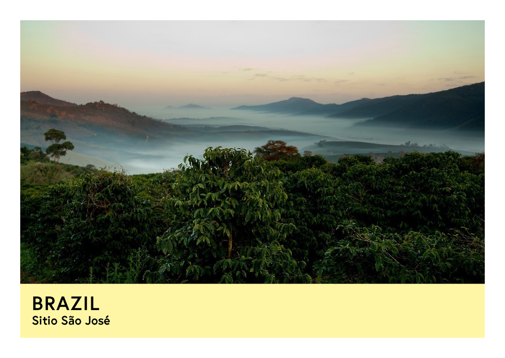 Brazil | Sitio São José | Yellow Catuai | Natural | Filter | 250g