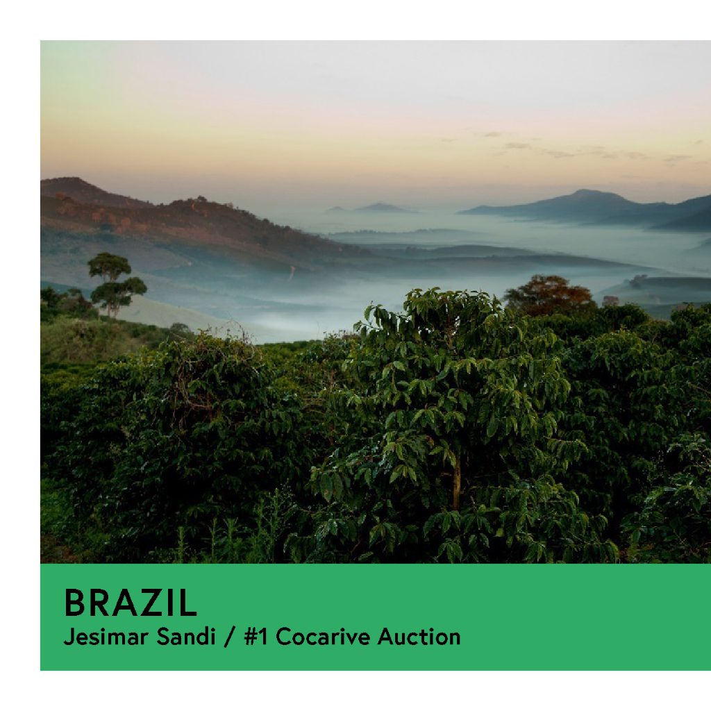 Brazil | Jesimar Sandi - #1 Cocarive Auction | Yellow Catuai | Natural | Filter | 250g - Proud Mary Coffee Melbourne