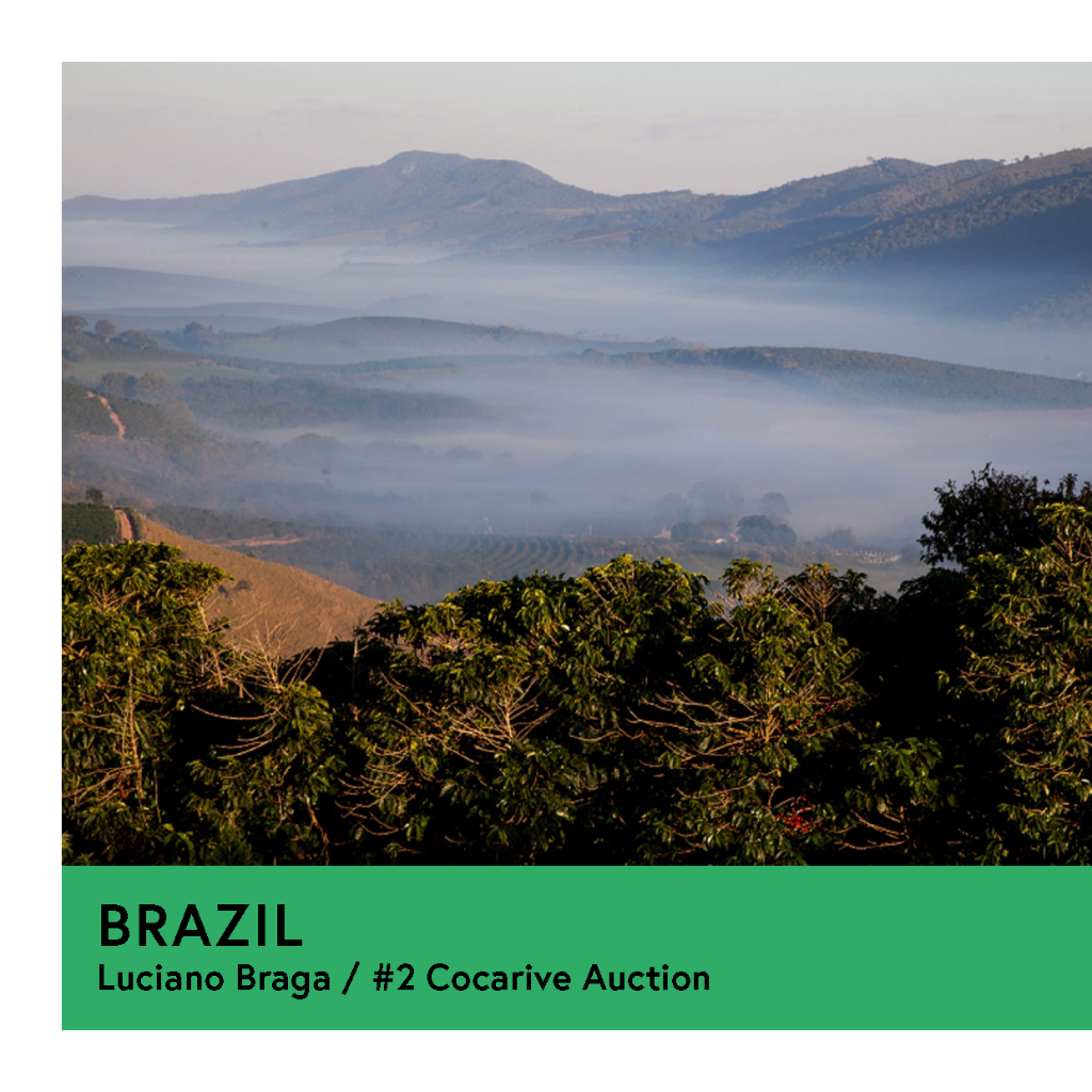 Brazil | Luciano Braga - #2 Cocarive Auction | Yellow Bourbon | Natural | Filter | 250g - Proud Mary Coffee Melbourne
