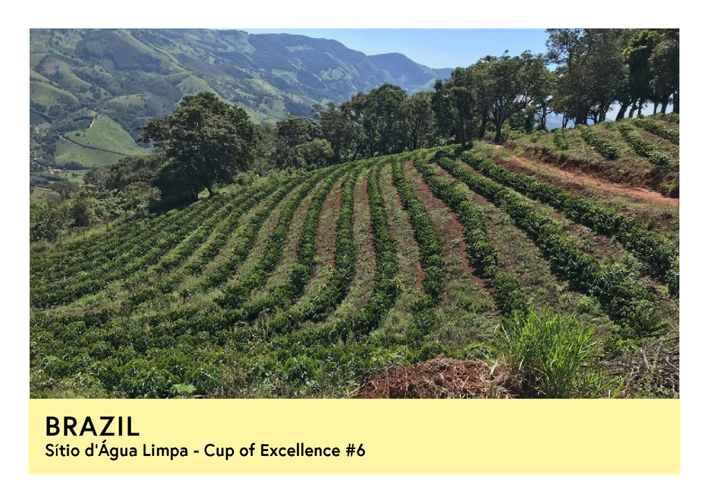 Brazil Sítio d'Água Limpa COE #6 | Red Catucaí | Natural | Filter | 100g