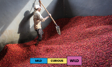 Burundi | Nemba | Red Bourbon | Natural | Filter | 250g
