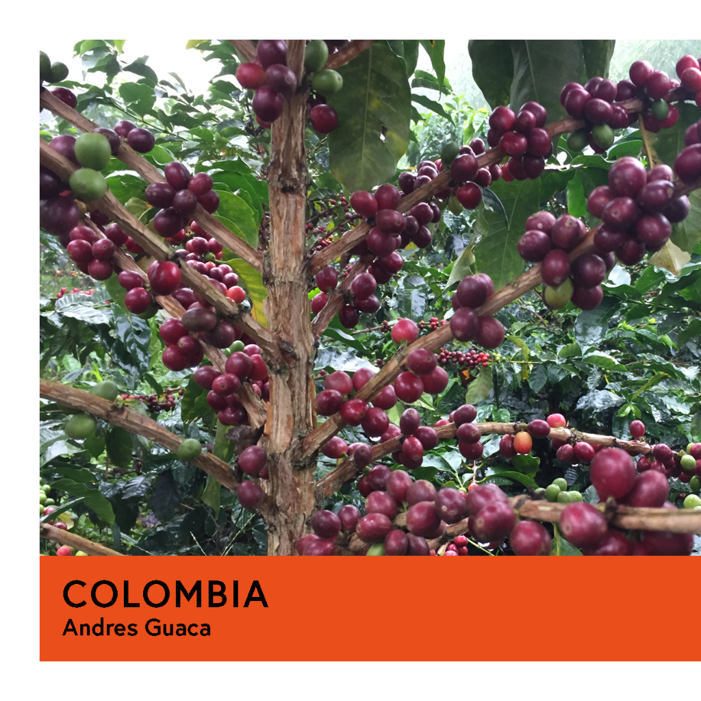 Colombia | Andres Guaca | Purple Bourbon | Natural | Filter | 250g - Proud Mary Coffee Melbourne