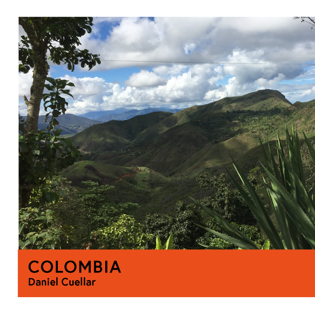 Colombia | Daniel Cuellar | Pink Bourbon | Natural | Filter | 250g - Proud Mary Coffee Melbourne