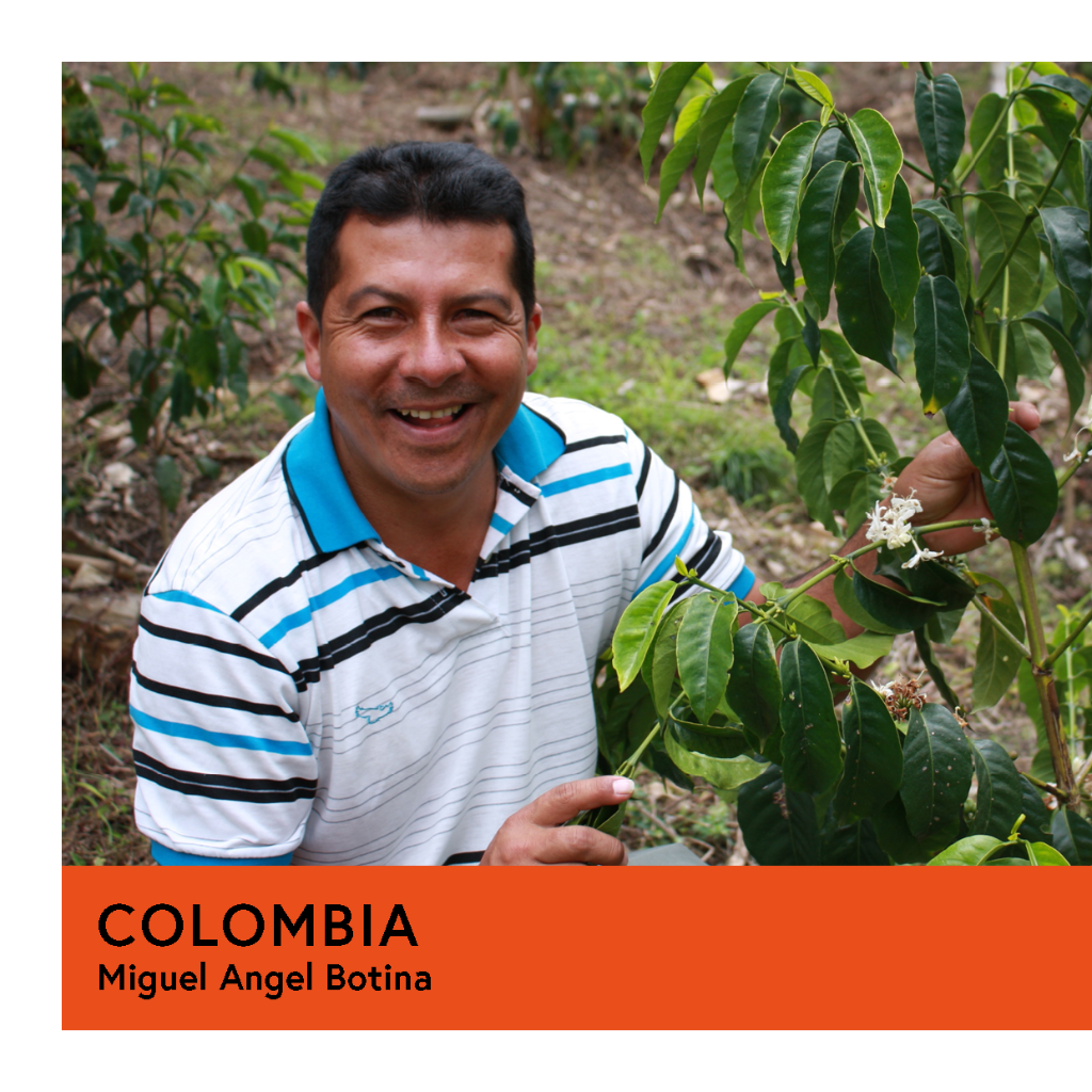 Colombia | Miguel Angel Botina | Caturra | Double Anaerobic | Filter | 100g - Proud Mary Coffee Melbourne