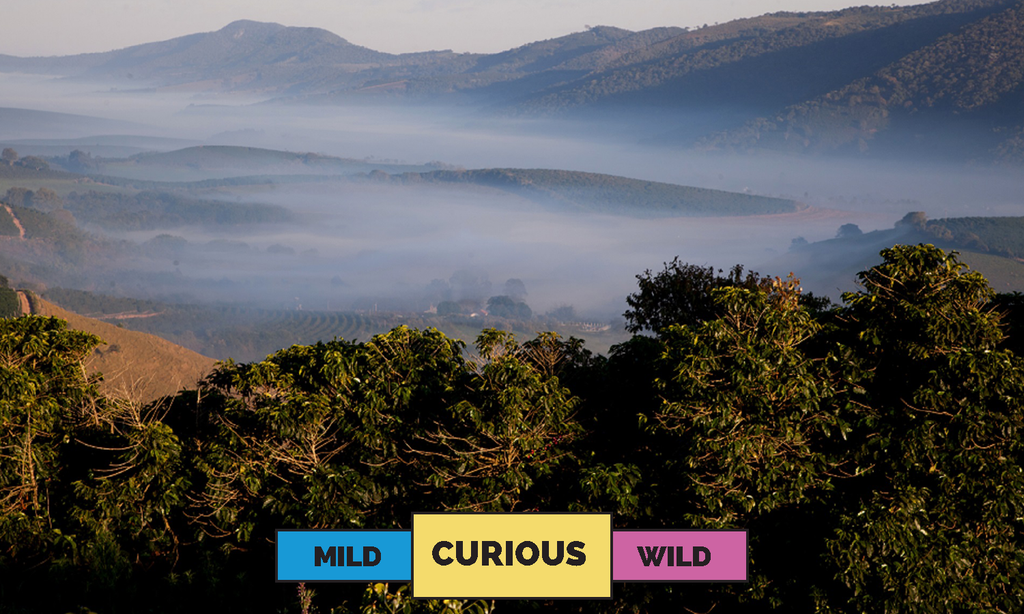 Brazil | Mantiqueira Lot#2 | Yellow Catuai & Yellow Bourbon | Natural | Espresso | 250g