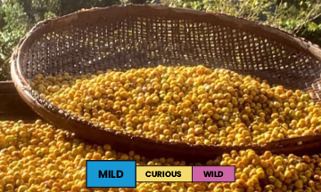 Brazil | Mantiqueira de Minas | Yellow Bourbon & Yellow Catuai | Natural | Espresso | 250g