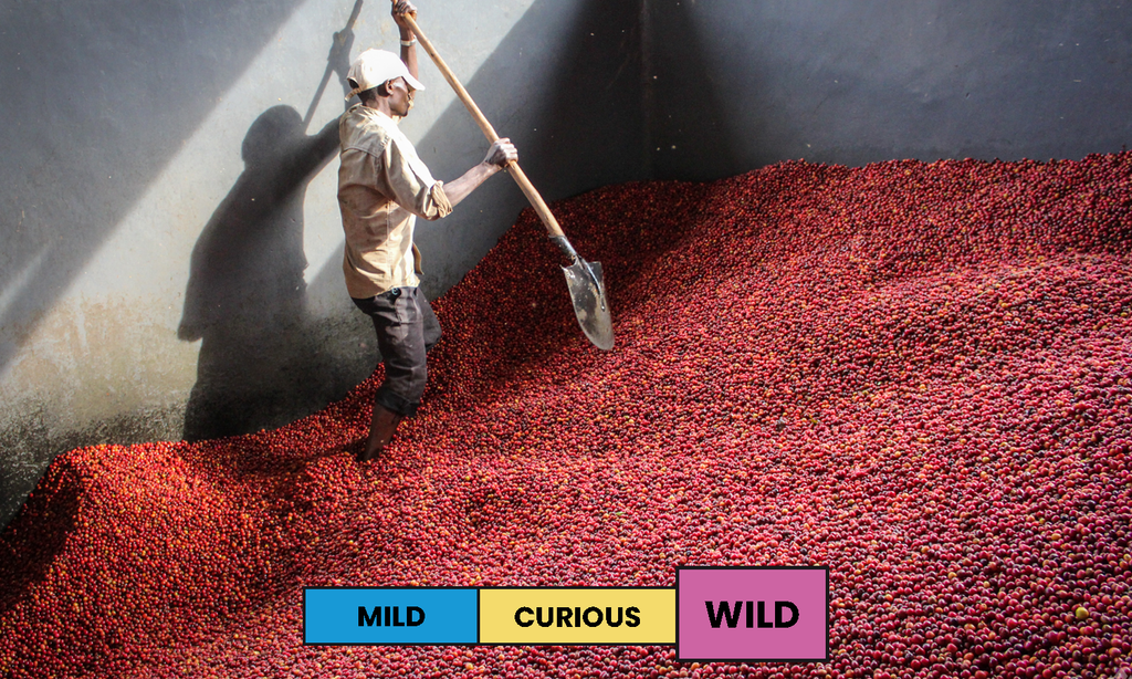 Burundi | Gisha | Red Bourbon | Natural | Espresso | 250g