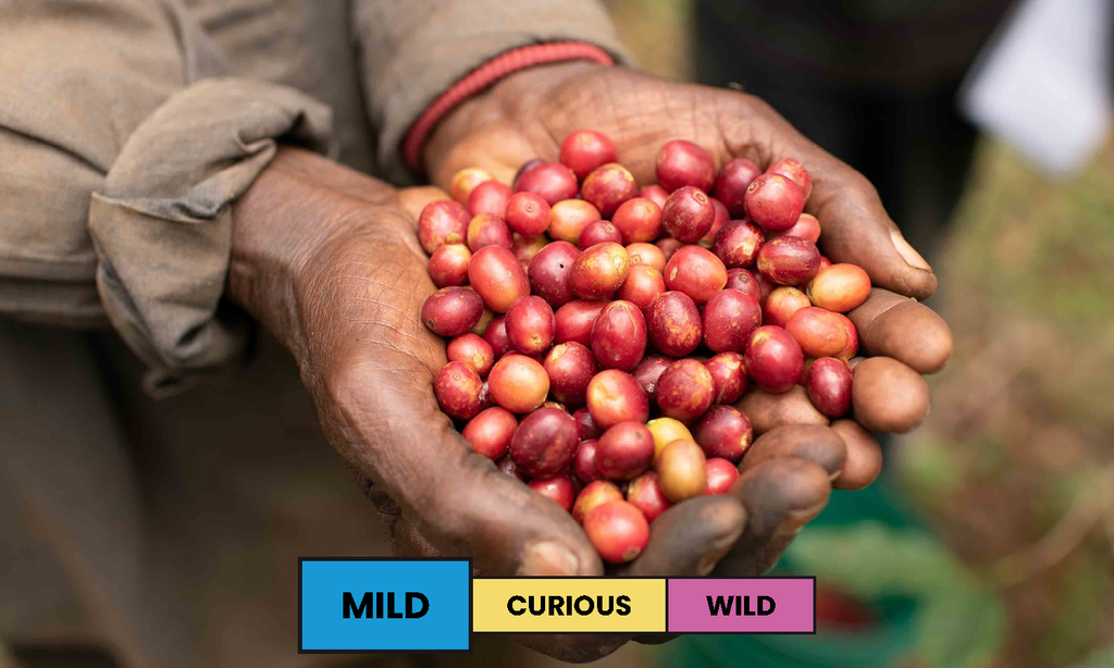 Burundi | Nyagashiha | Red Bourbon | Washed | Espresso | 250g