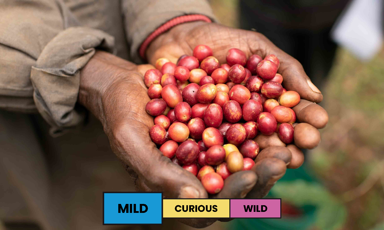 Photo of Copy Of Burundi Nyagashiha Red Bourbon Washed Filter 250G