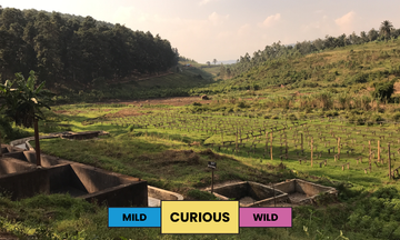 Burundi | Rugazi | Red Bourbon | Honey | Espresso | 250g