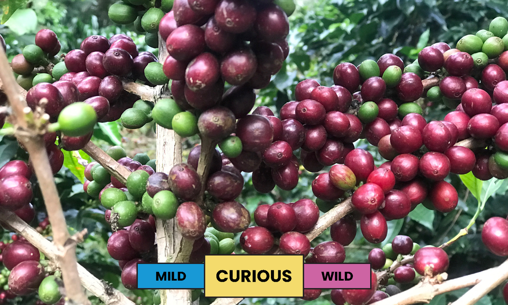 Colombia | Alto de las Estrellas | Colombia | Anaerobic Honey | Filter | 250g
