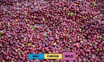 Ethiopia | Jabanto Shashamene | Heirloom | Natural | Espresso | 250g