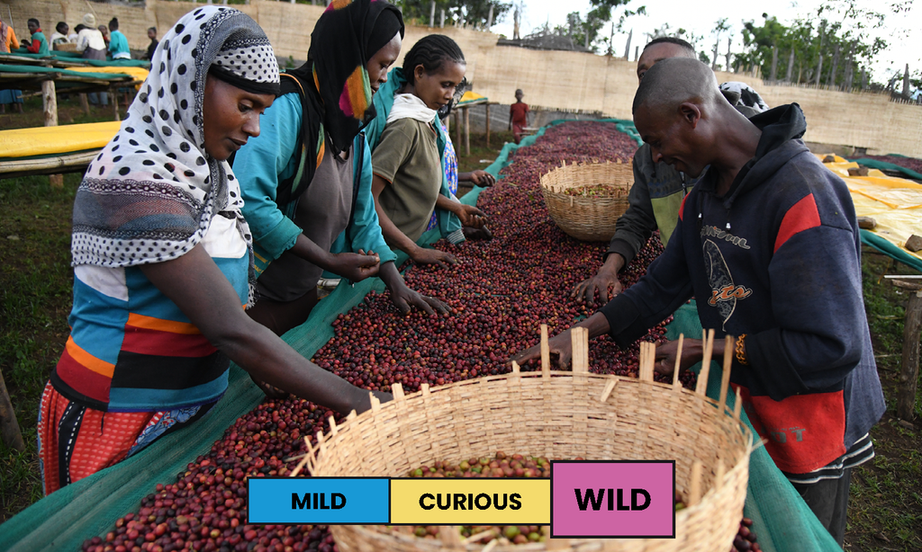 Ethiopia | Jabanto Kurume | Natural | Filter | 250g