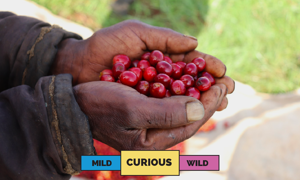 Kenya | Oreti Estate AB  | Mixed | Washed | Espresso | 250g