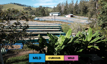 Papua New Guinea | Baroida Estate | Mixed | Washed | Espresso | 250g