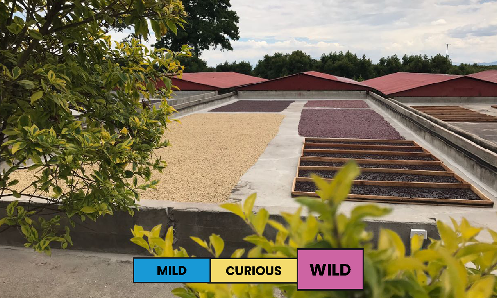 Colombia | Jairo Arcila | Pink Bourbon | CM Natural | Filter | 200g
