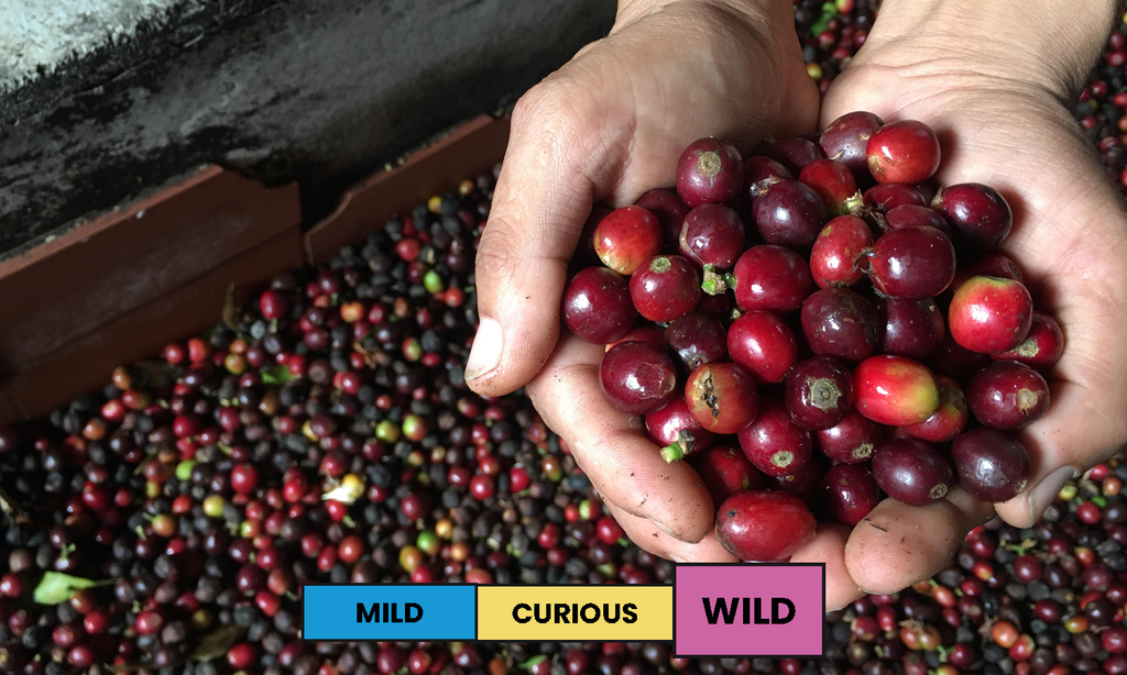 Colombia | La Cereza | Pink Bourbon | Anaerobic Natural | Filter | 200g