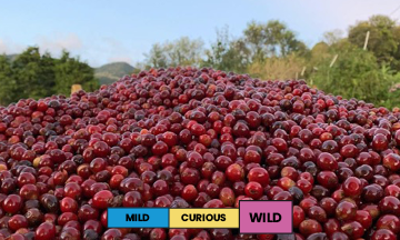 Costa Rica | Finca Licho | Villa Sarchi | Natural | Filter | 250g