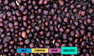 El Salvador | El Manzano | Geisha | Natural | Filter | 100g