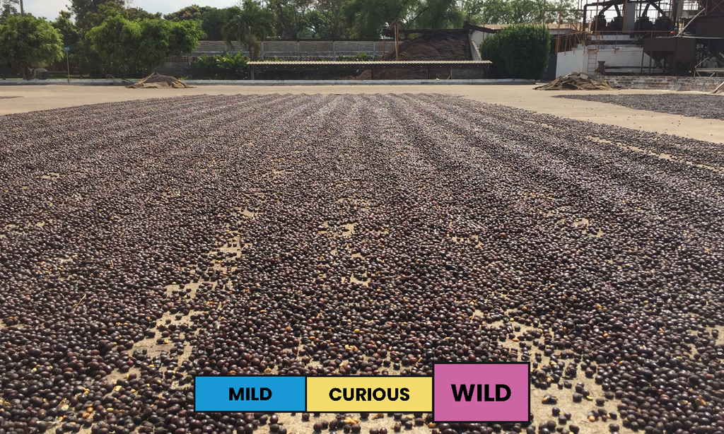 El Salvador | La Esperanza | Mokka | Natural | Filter | 200g