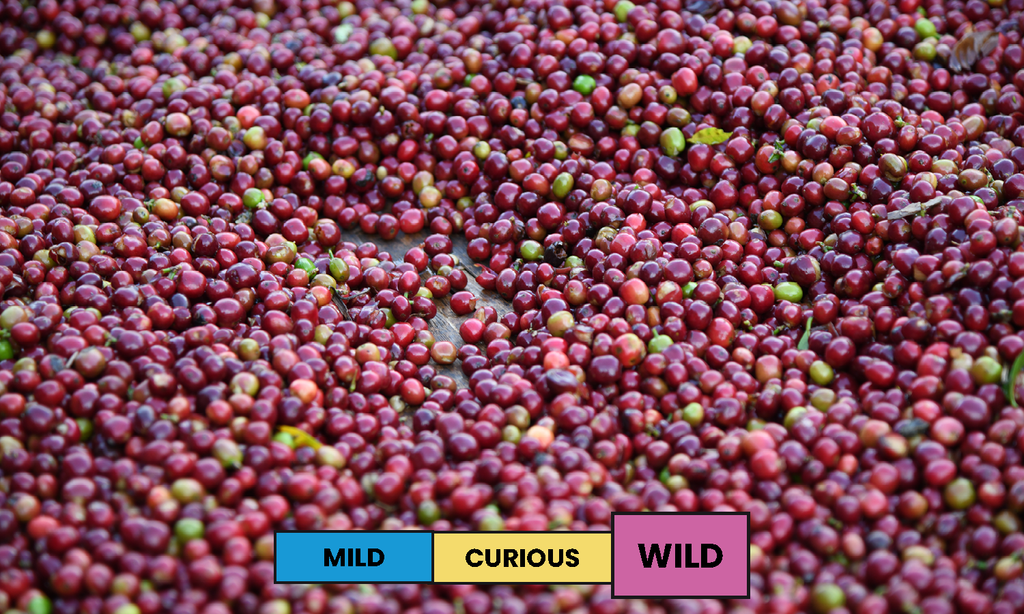 Ethiopia | Jabanto | Kurume | CM Natural | Filter | 200g