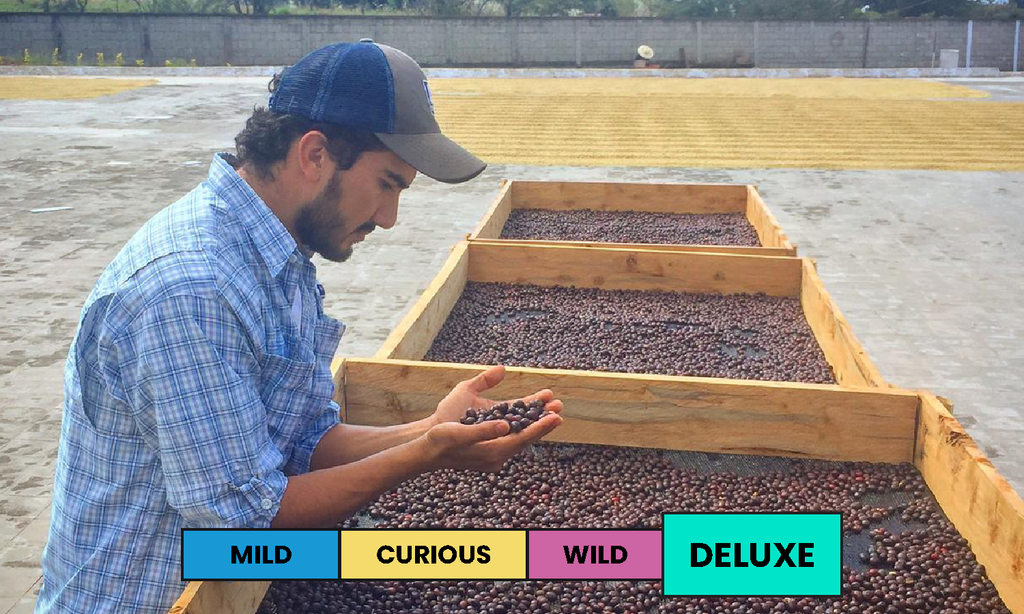 Guatemala | El Carmen | Pacamara | Natural | Filter | 100g