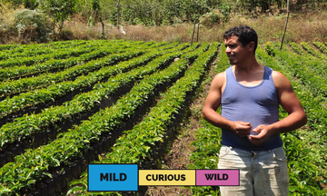 Honduras | Javier Fernandez | Catuai | Washed | Filter | 250g