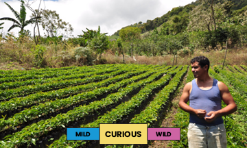 Honduras | Javier Fernandez | Bourbon | Anaerobic Washed | Filter | 250g