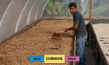 Honduras | Nahun Fernandez | Parainema | Honey | Filter | 250g