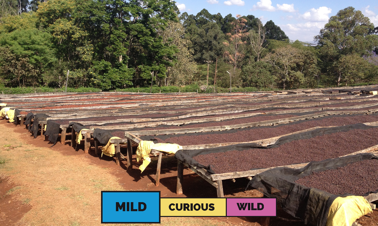 Photo of Kenya Chania Estate C Mixed Washed Filter 250G