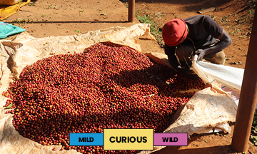 Kenya | Gicherori | Mixed | Washed | Espresso | 250g