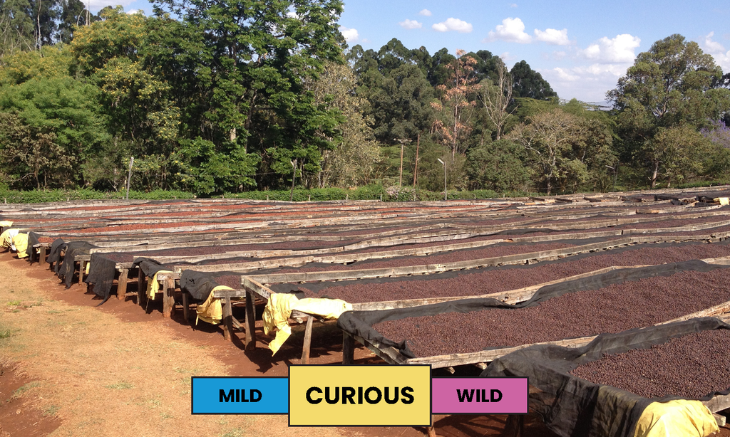 Kenya | Oreti Estate | SL14 & SL28 | Honey | Filter | 250g