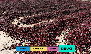 Panama | Hacienda La Esmeralda - Cañas Verdes | Geisha | Natural | Filter | 100g