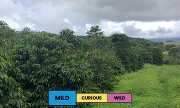 Papua New Guinea | Baroida Estate | Mixed | Anaerobic Washed | Filter | 250g