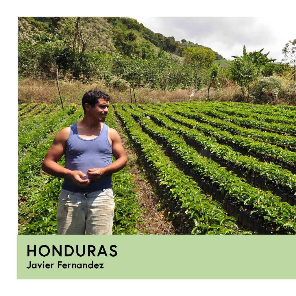 Honduras | Javier Fernandez | Parainema | Washed | Filter | 250g - Proud Mary Coffee Melbourne