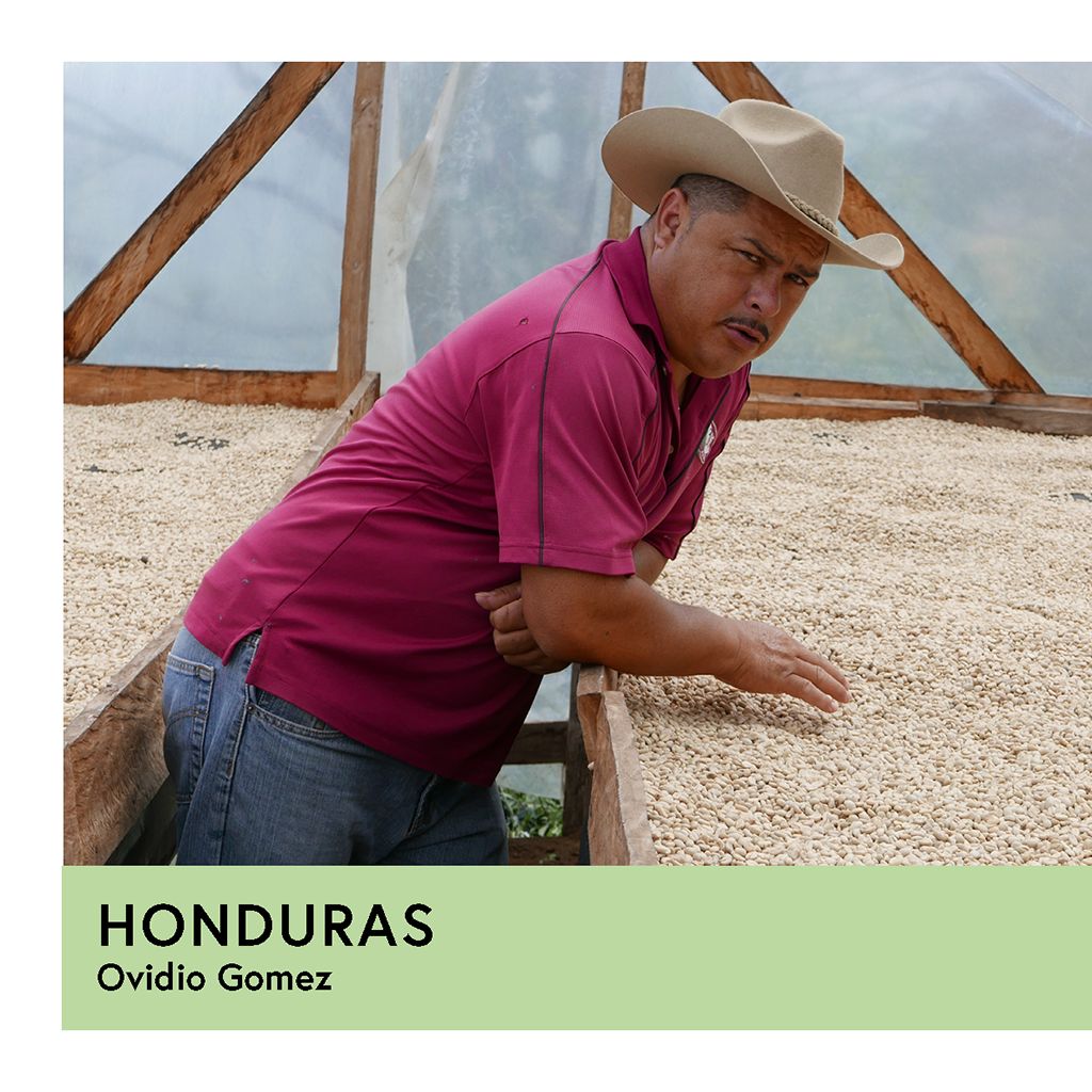 Honduras | Ovidio Gomez | Catuai | Natural | Filter | 250g - Proud Mary Coffee Melbourne