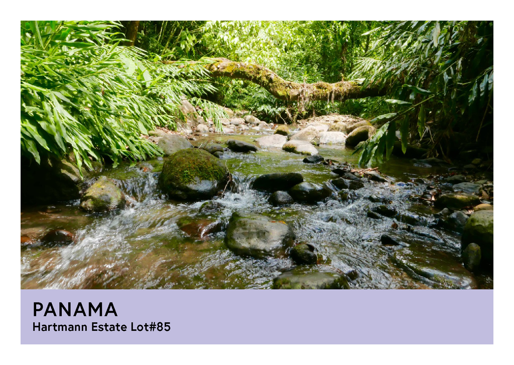 Panama | Hartmann Estates Lot#85  | Maragogipe | Honey | Filter | 200g
