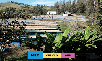 Papua New Guinea | Baroida Estate | Arusha & Typica | Anaerobic Honey | Espresso | 250g