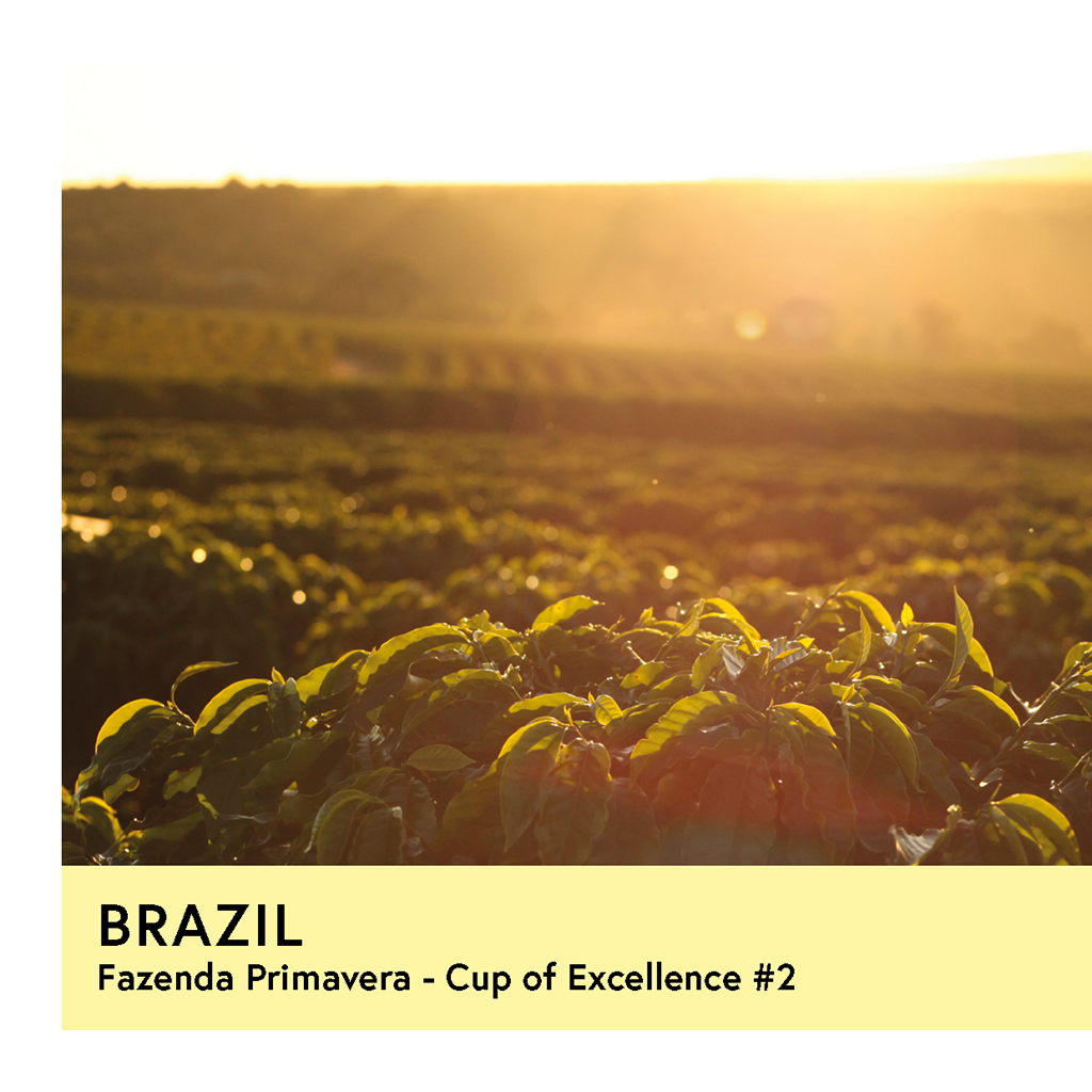 Brazil | Fazenda Primavera COE #2 | Geisha | Anaerobic Natural | Filter | 100g - Proud Mary Coffee Melbourne